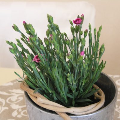 Blume2